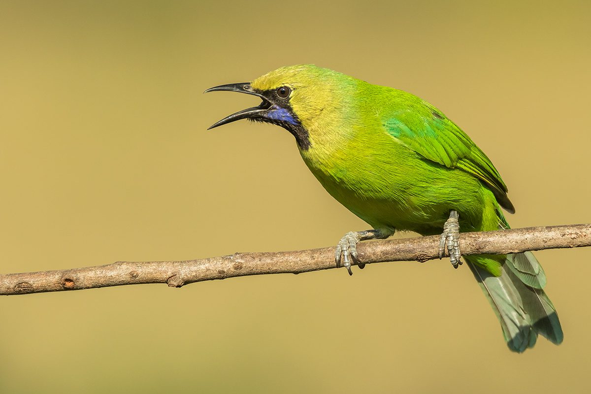 Emerald Wanderer: The Leafbird's Evolutionary Journey