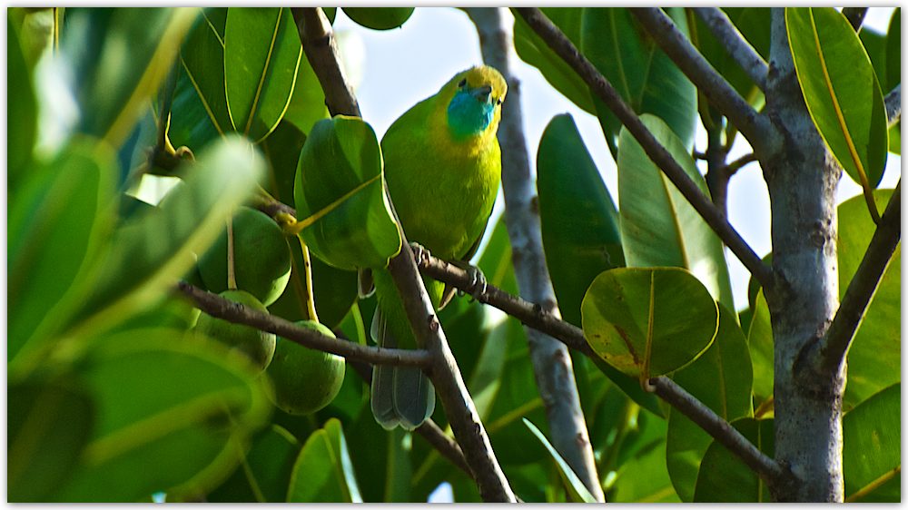Jerdon's Leafbird: Master of the Forest Feast